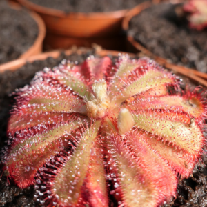 Drosera