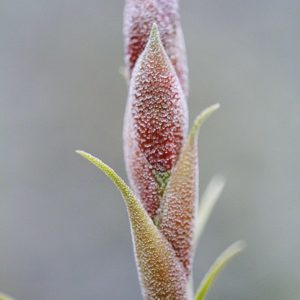 Écailles de Tillandsia – de près ! : image à la une