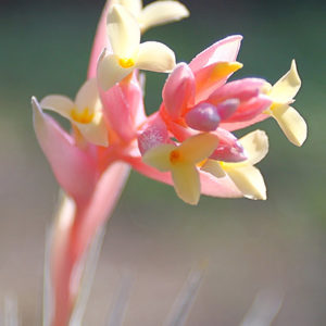 Les Tillandsia jucunda sont en fleurs : image à la une