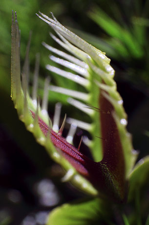 La dionée inspire des chercheurs pour créer des machines qui utiliseraient des insectes pour s'alimenter