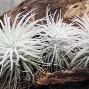 Bien faire passer l’hiver aux Tillandsia : image à la une