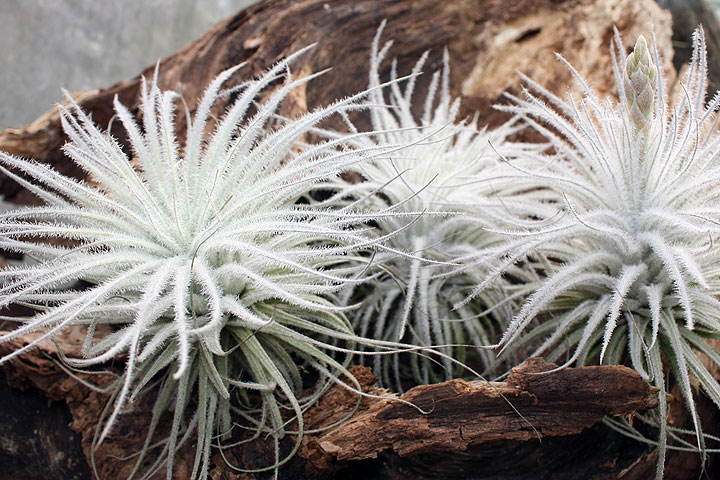 Tillandsia tectorum avant l'hiver