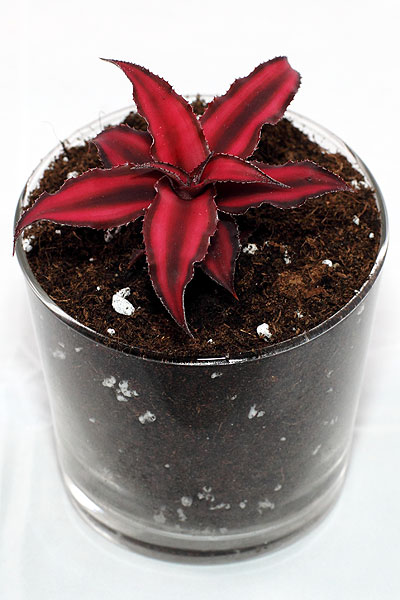 Cryptanthus bivittatus en pot de verre