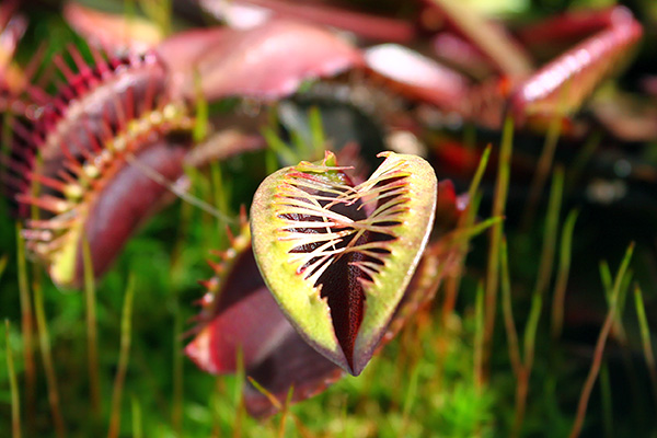 Piège de Dionaea 'Akai Ryu' malformé