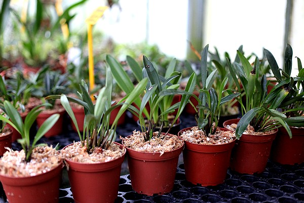 Orchidées rangées