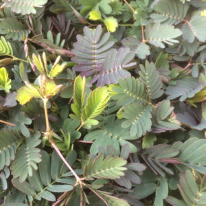 Codariocalyx motorius, la plante qui danse : image à la une