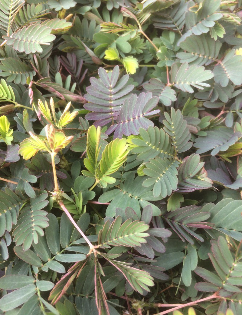 Mimosa pudica