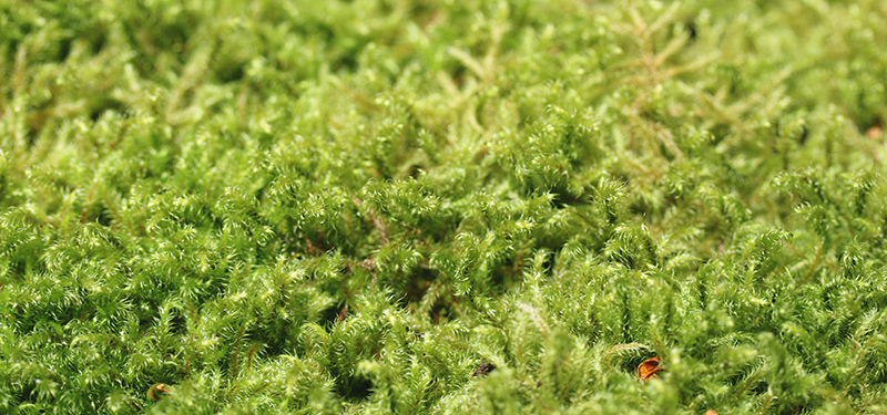 mousse naturelle dans terrarium planté