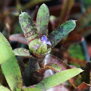 10 anecdotes autour des Neoregelia : image à la une