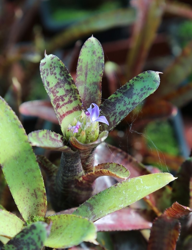 Neoregelia adonis en fleur