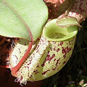 Nepenthes : image à la une