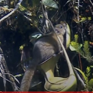 Plantes carnivores : de l’azote à tout prix : image à la une