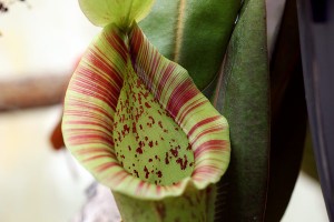 Nepenthes en culture
