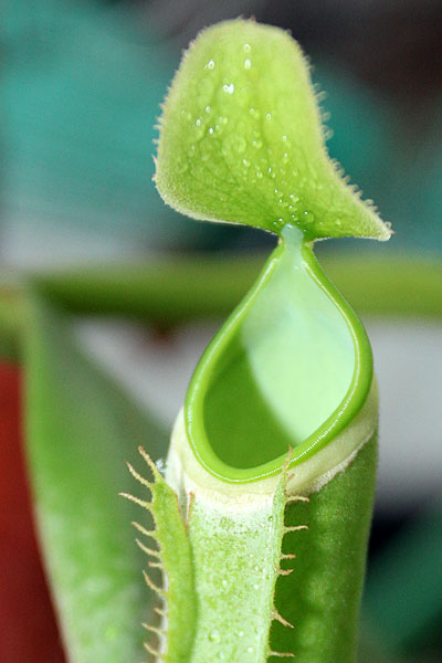 Nepenthes albomarginata