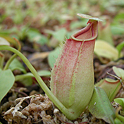 Nepenthes bicalcarata
