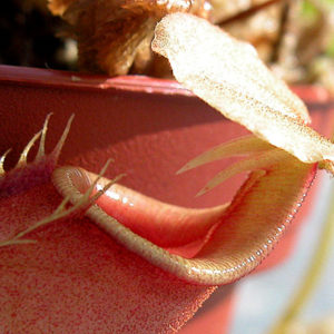 Les noms des plantes explicités : image à la une