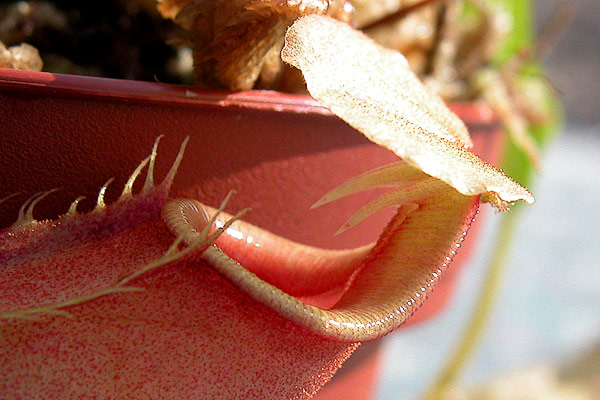 Nepenthes bicalcarata et ses crochets