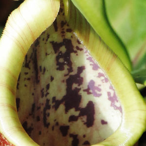 Anti-adhésif inspiré des plantes carnivores : image à la une