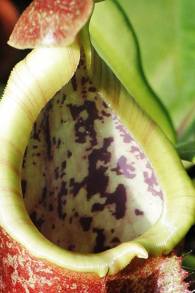 Près pour la chute dans un Nepenthes ?