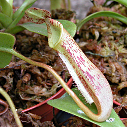 Nepenthes fusca