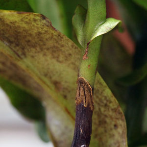 Nepenthes en bois : image à la une