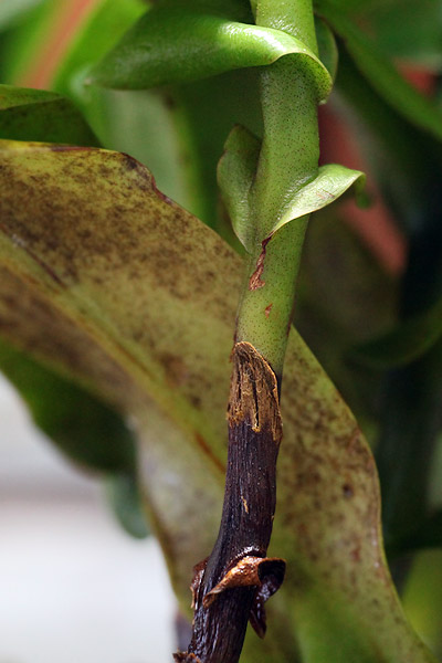 Tige de Nepenthes en cours de lignification