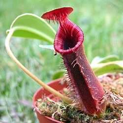 Nepenthes lowiii