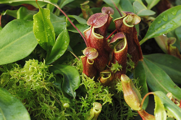 Nepenthes alata sur sphaigne vivante