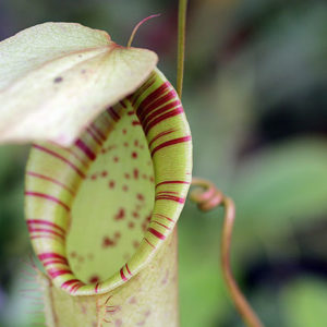 Nepenthes : imiter les fleurs pour attirer leurs proies : image à la une