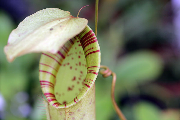 Les urnes supérieures des Nepenthes exhalent des substances florales pour attirer les insectes.