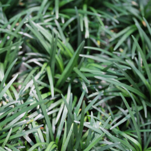 Ophiopogon japonicus &lsquo;Nanus&rsquo; : La « pelouse » minimaliste : image à la une