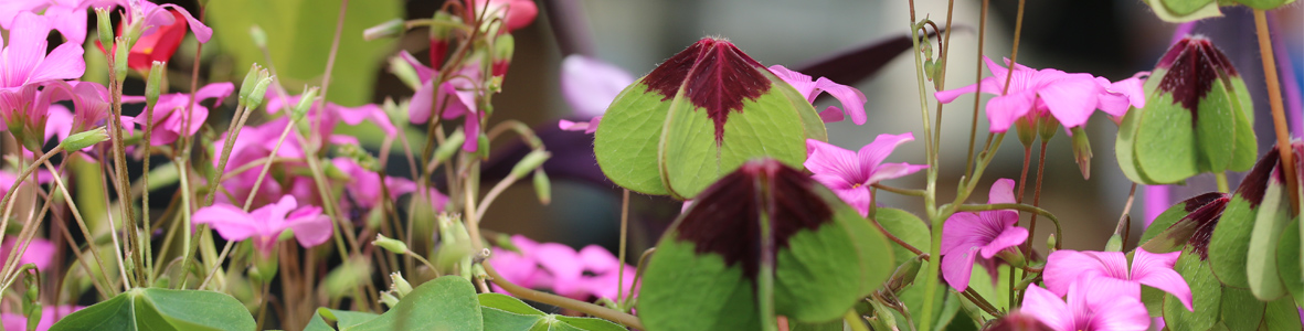 Toute la diversité des oxalis