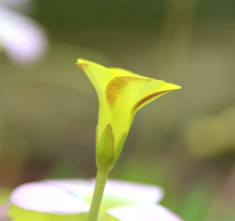 Oxalis golden cape by Karnivores
