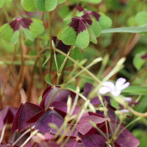 Oxalis : Un trésor botanique : image à la une