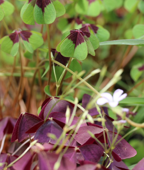 Histoire et intérêt des oxalis