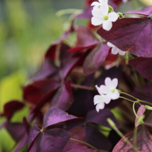 Oxalis