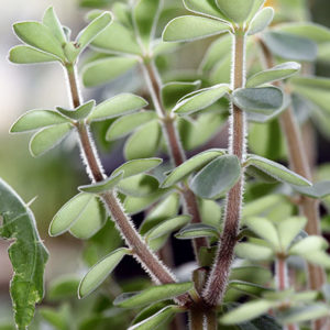 Pincer les plantes pour une belle croissance : image à la une