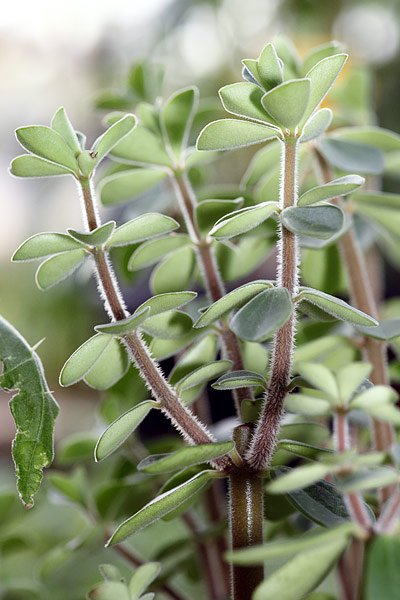 Pincement de Peperomia verticillata