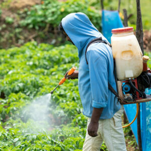 Pesticides dans les plantes d&rsquo;intérieur : un danger caché dans votre salon ? : image à la une