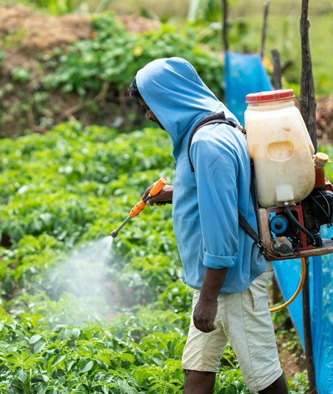 pesticides et plantes d'intérieur ne font pas bon ménage