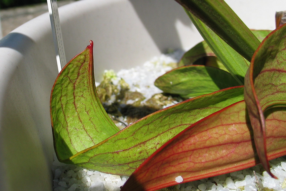 Phyllode de Sarracenia. On reconnaît certains éléments constitutifs d'une urne normale, mais ceux-ci sont sous-développés.