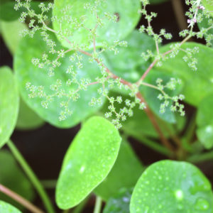 Les Pilea : Un trésor botanique Tropicale : image à la une
