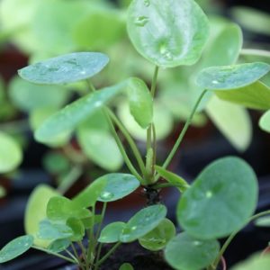 Pilea