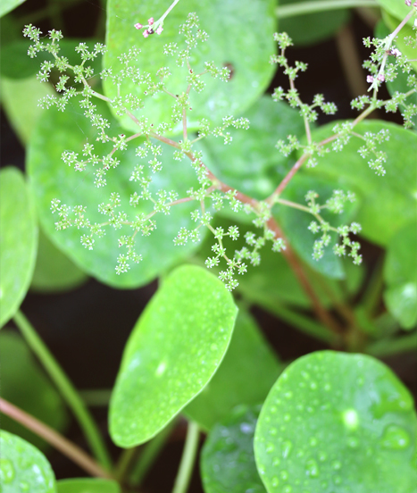 Les Pilea... Un énorme potentiel pour nos intérieurs et nos terrairums !