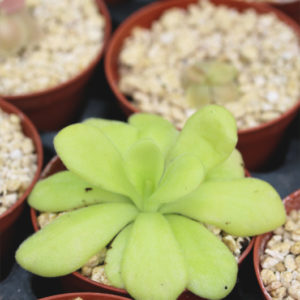 Pinguicula