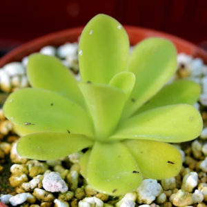 Pinguicula : image à la une