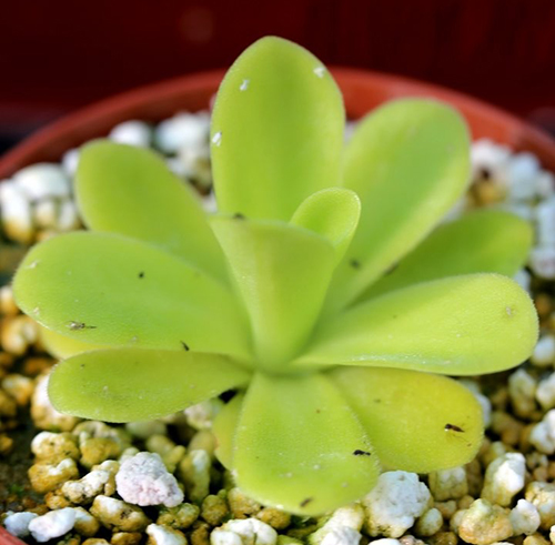 Pinguicula