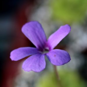 Pinguicula