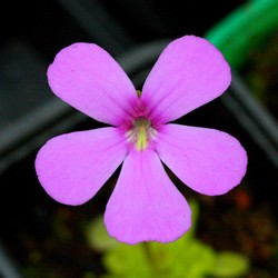La fleur de Pinguicula x Bailly