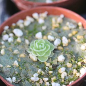 Pinguicula